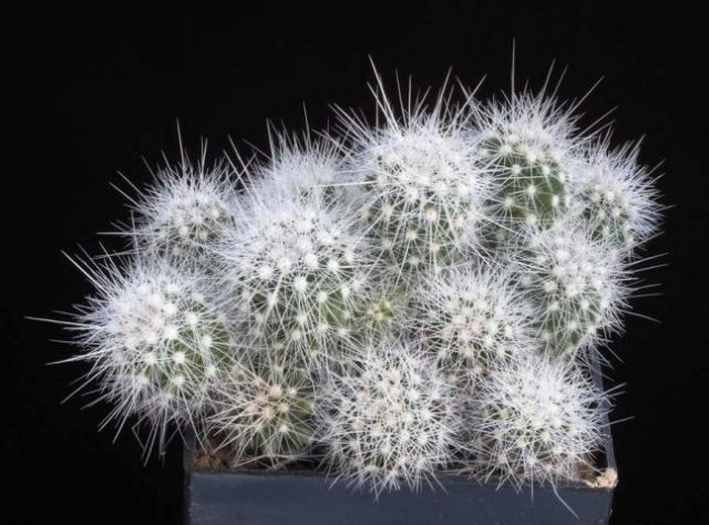 Thelocactus_macdowellii_1